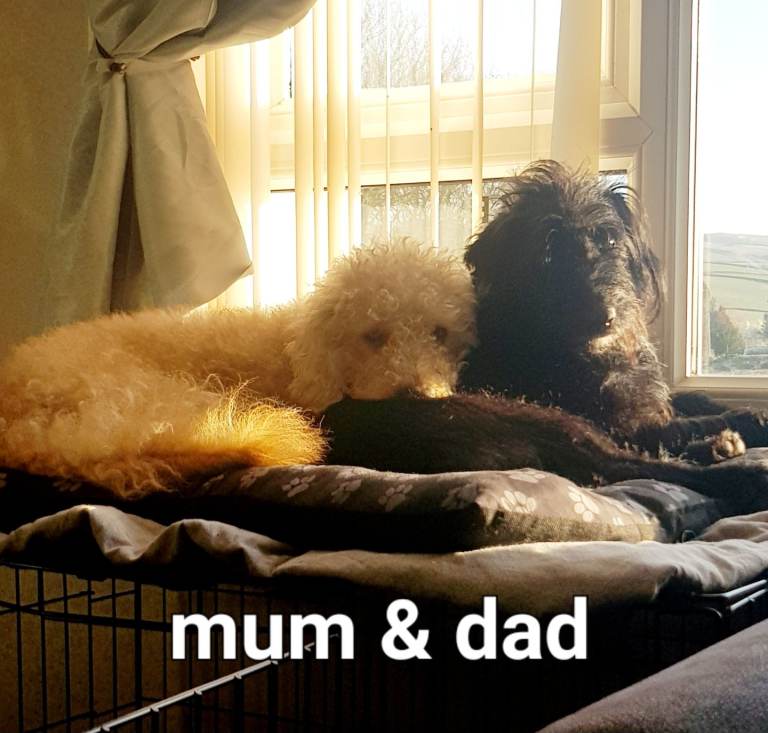 Labradoodle x jackapoo 