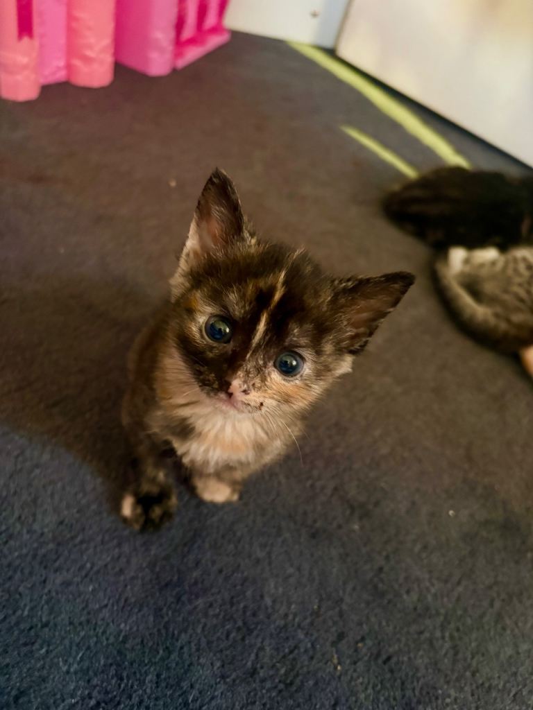 Beautiful tabby kitten 7 weeks old 