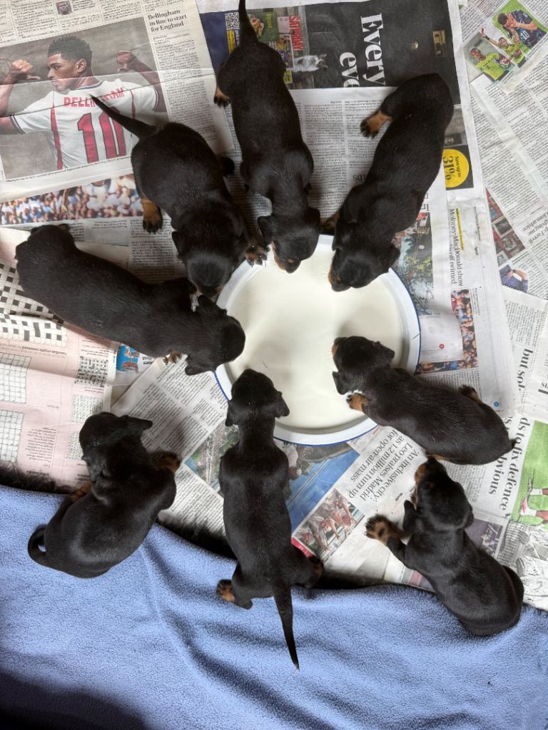 Miniature dachshund puppies, all smooth haired, Black and Tan 