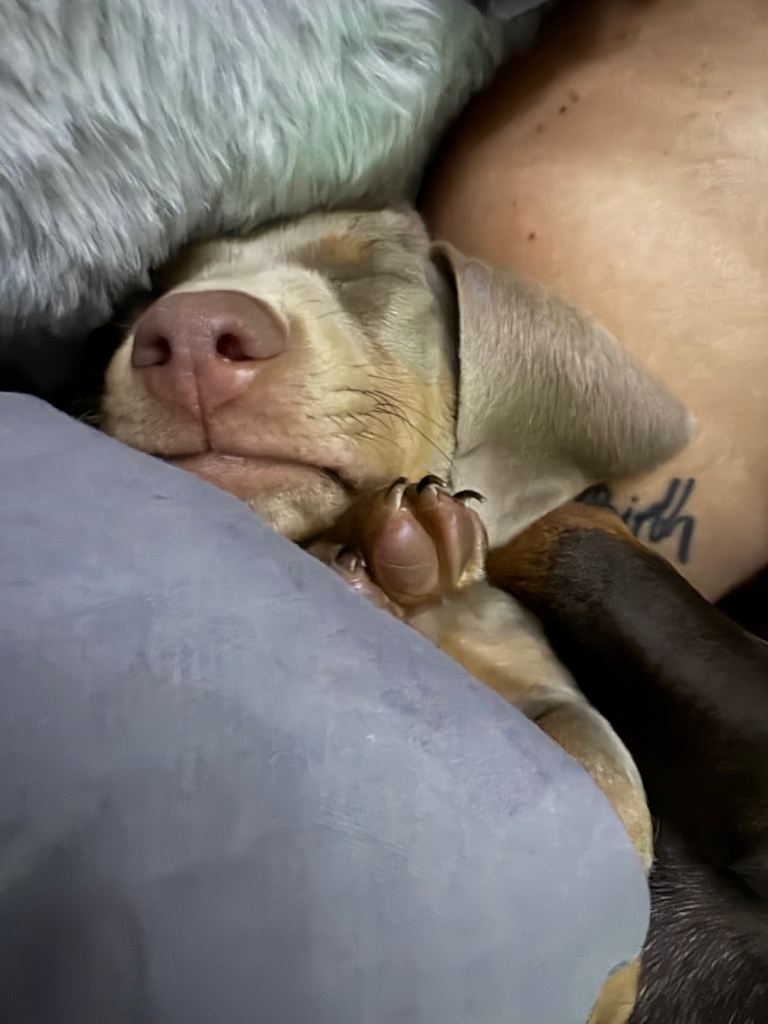 2 miniature dachshunds puppies for sale