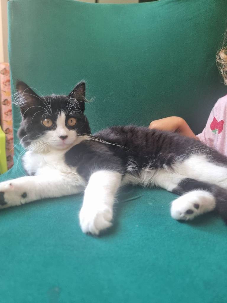 Kitten -Beautiful 4-Month-Old British Longhair Mix Kitten – Zoey