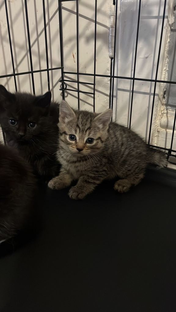 kittens for sale