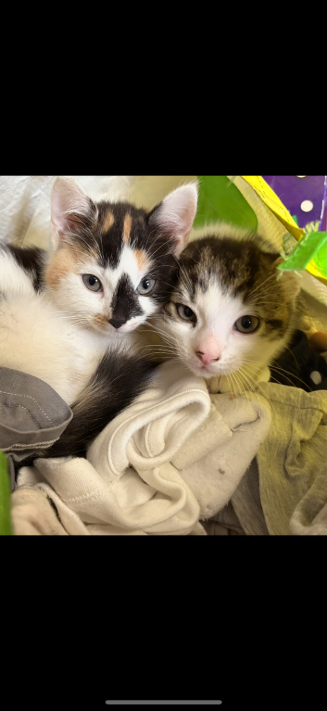 Lovely kittens for sale 