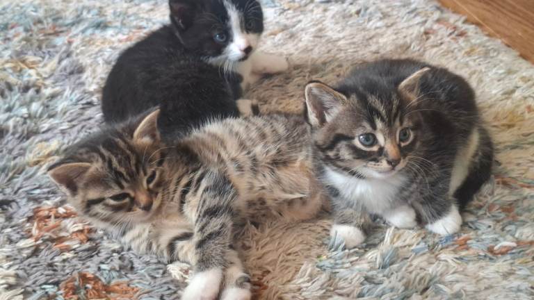 2 tabby kittens and one tuxedo kitten