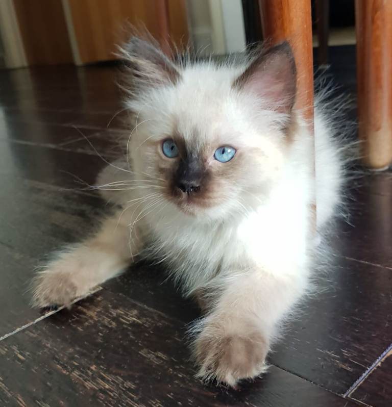 Ragdoll Kittens-rare colours
