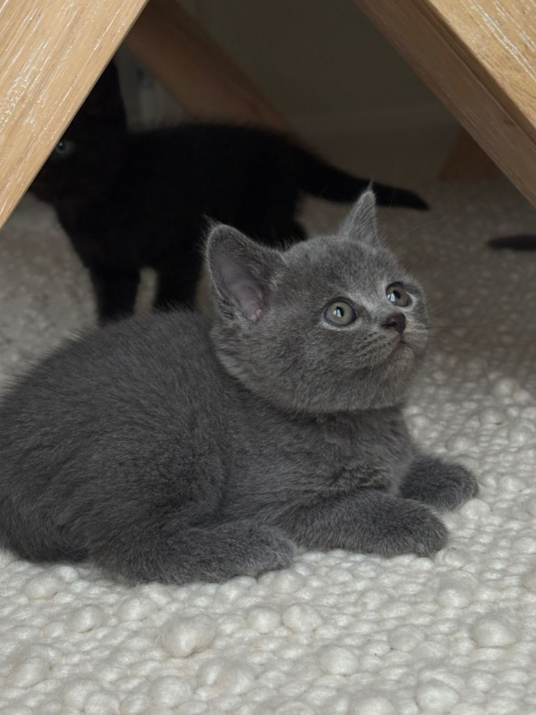 Beautiful British Shorthair kittens looking for their forever loving homes.