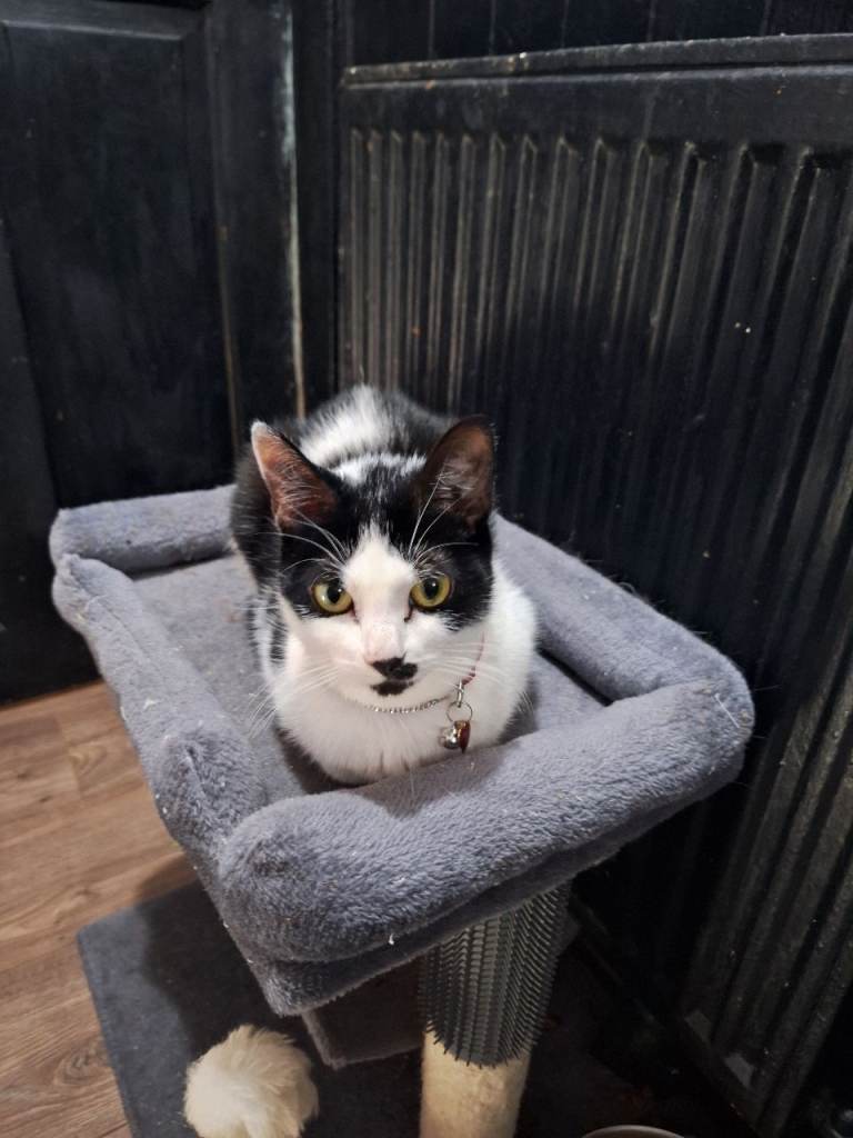 10mth old female rescue cat 