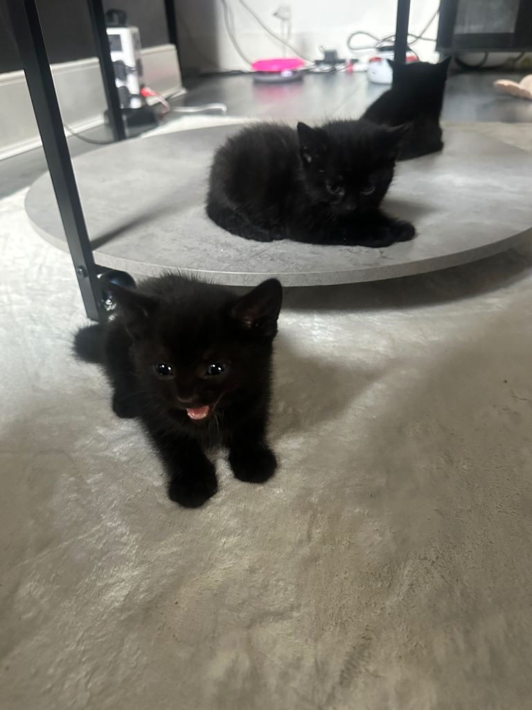 5 gorgeous kittens looking for forever homes