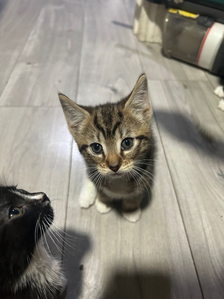 KITTENS FOR SALE