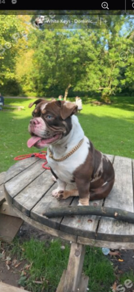Gorgeous 2 year old female pocket bully 