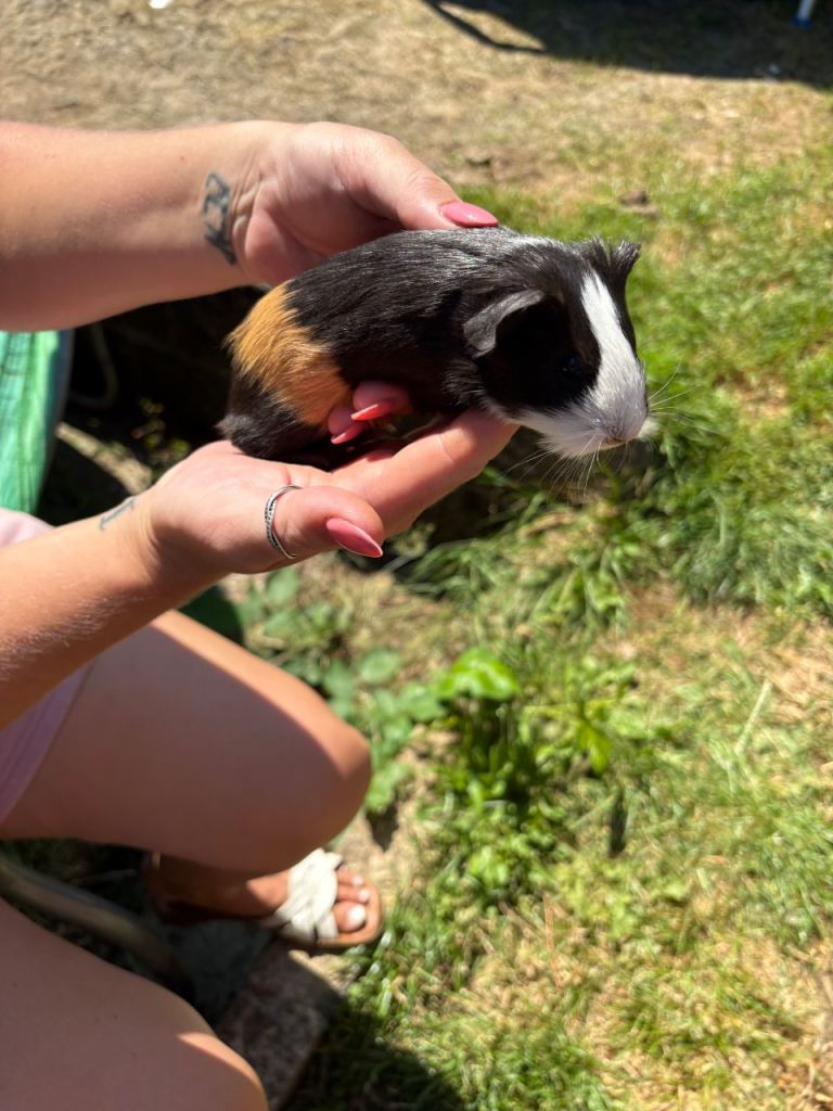 Beautiful baby Guinea pigs 