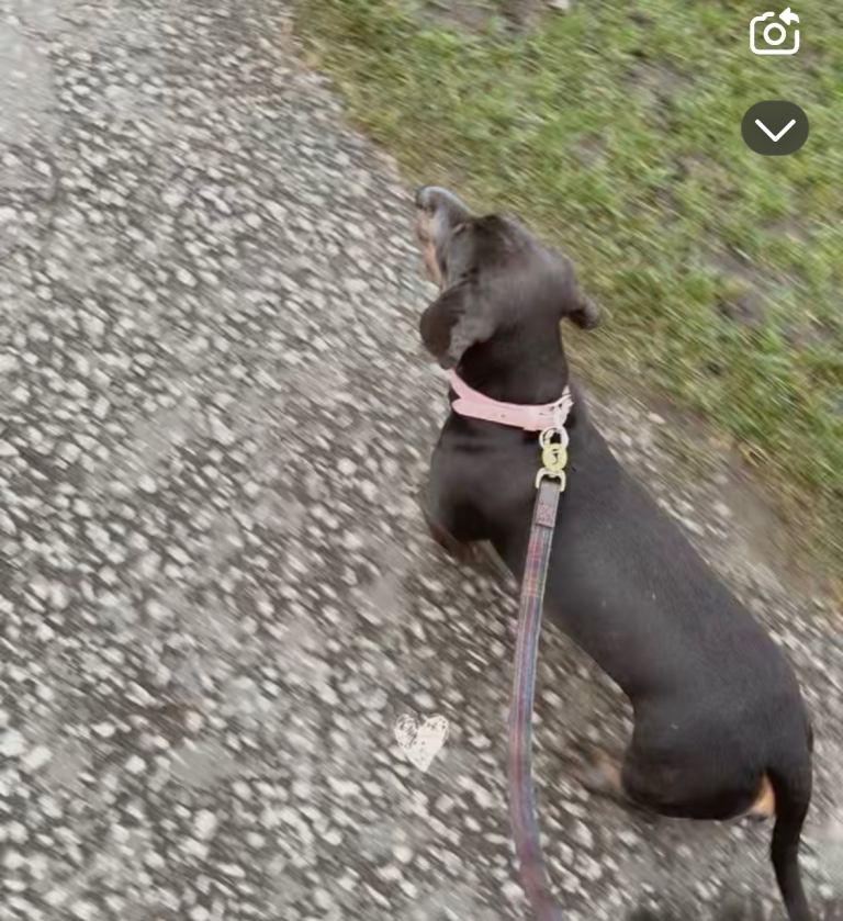 Sweet little dachshund 