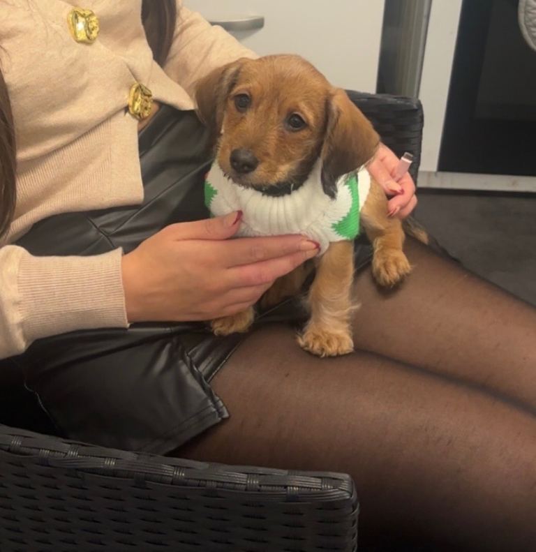 Poodle/ dachshund -doxie poo