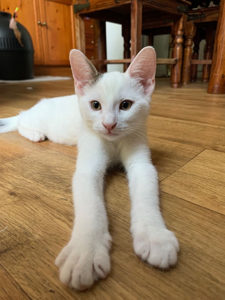 4 Loving Home-Raised Kittens ❤️🐾