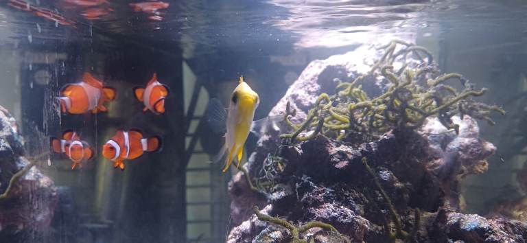 Marine Fish (2 Clownfish, 1 Damsel)