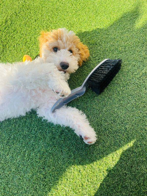 5 months old cavapoo girl for sale