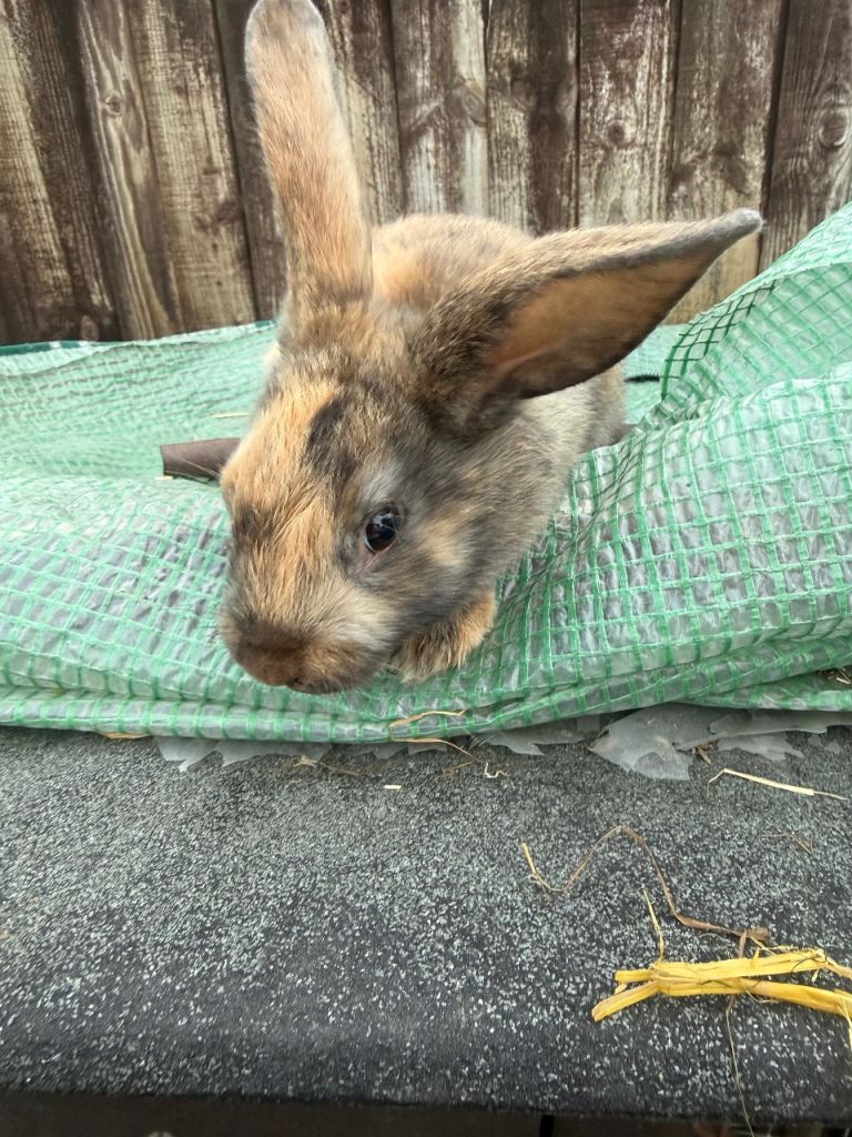 2 baby rabbits 