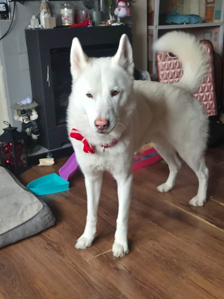 Male siberian husky 