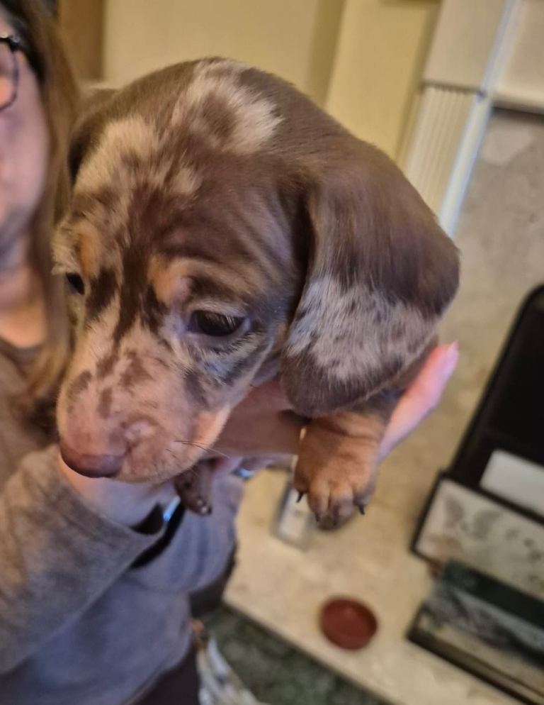 Beautiful miniature dachshund puppies