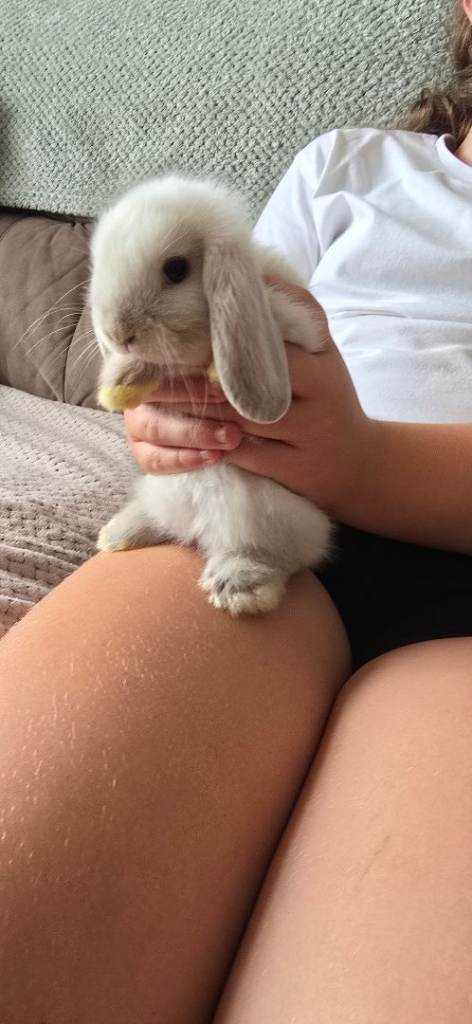 Mini lop 
