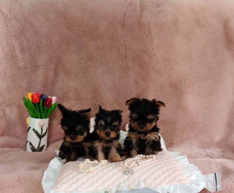 Yorkshire Terrier pups for sale