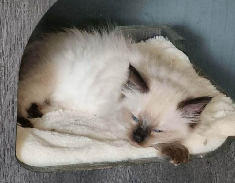 Chocolate-point Ragdoll kittens for sale