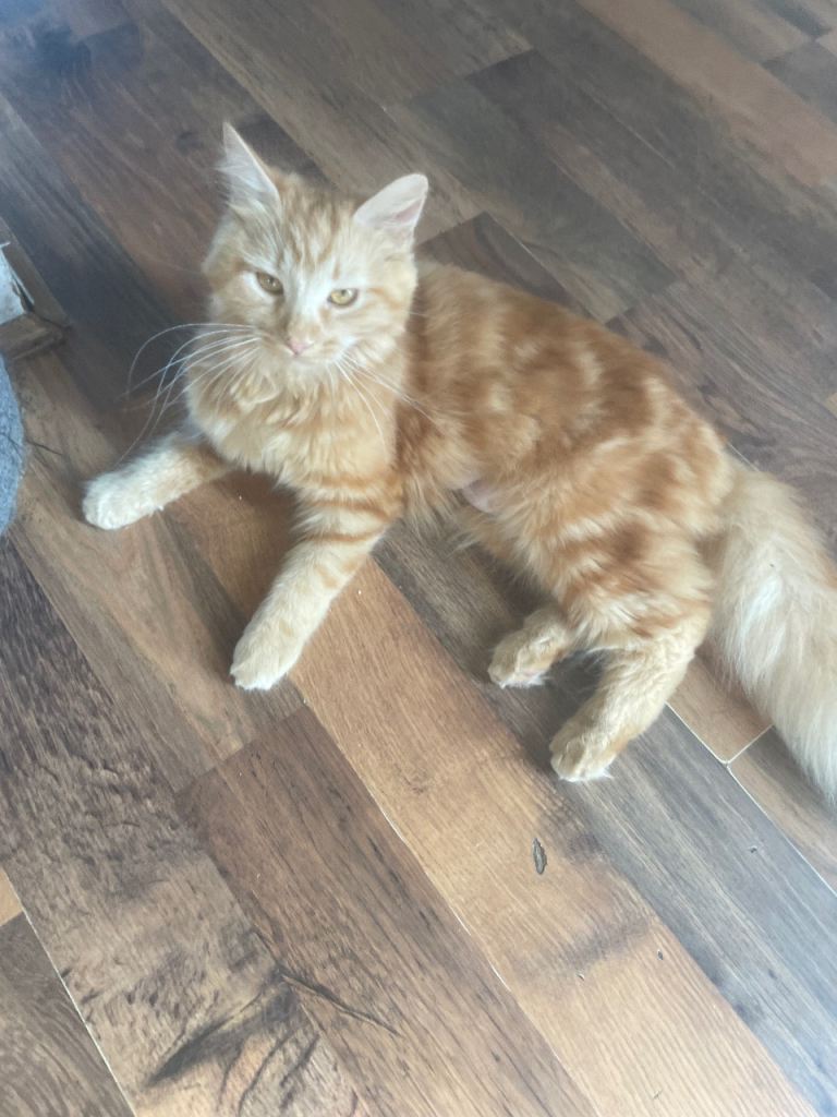 Female cat