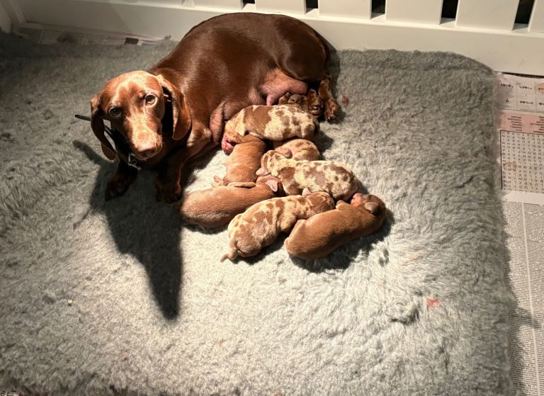 Miniature Smooth hair Dashound 