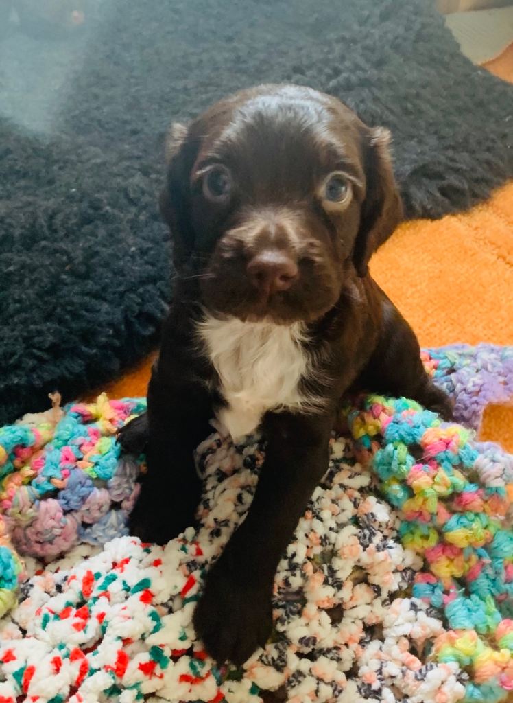 cocker spaniel puppy’s 