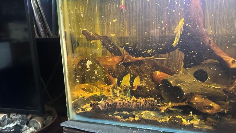 4 year old One Eyed Clown Loach