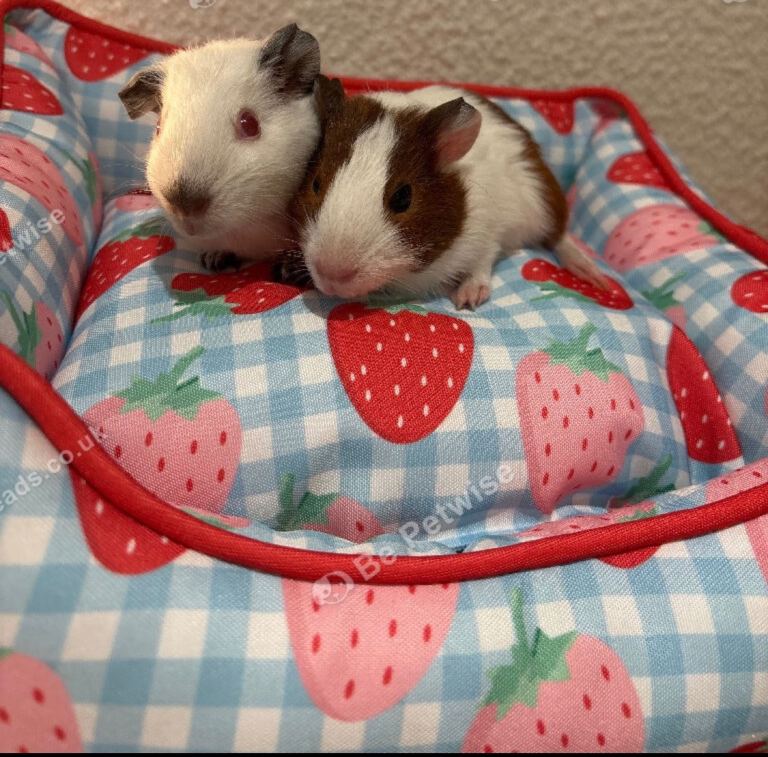 2 male baby guinea pigs 6 weeks old 