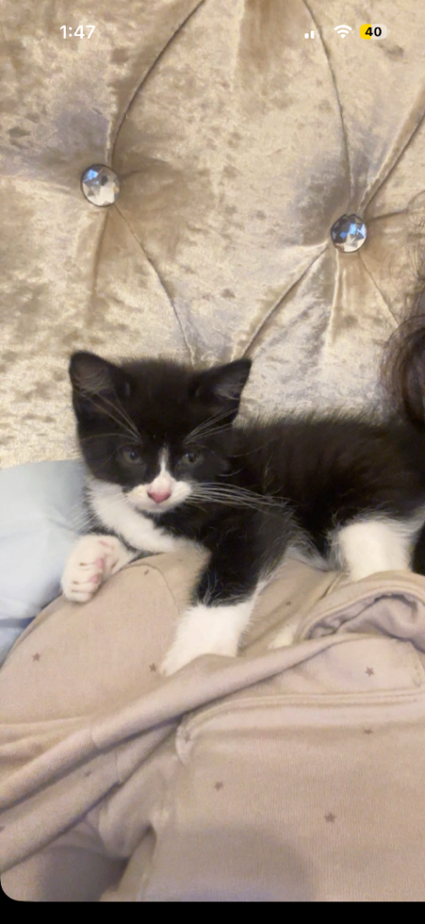3 month old kitten to be re homed ASAP 