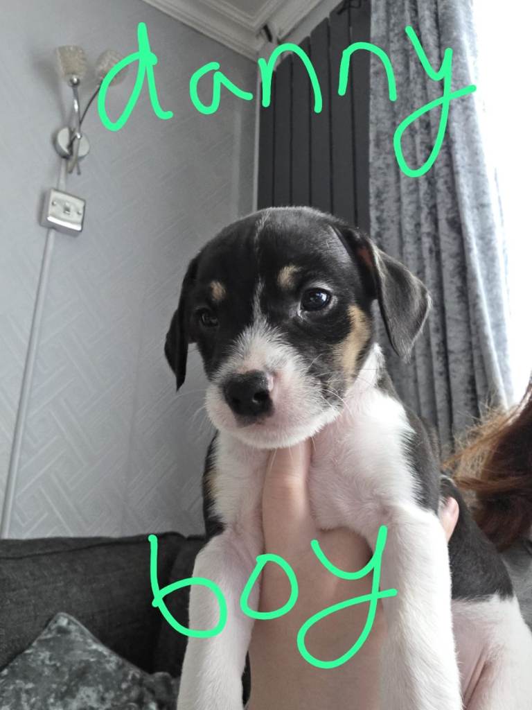 Cross breed jack Russells 