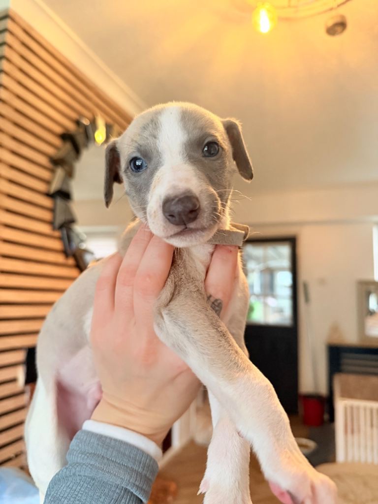 beautiful whippets ONLY BOYS LEFT