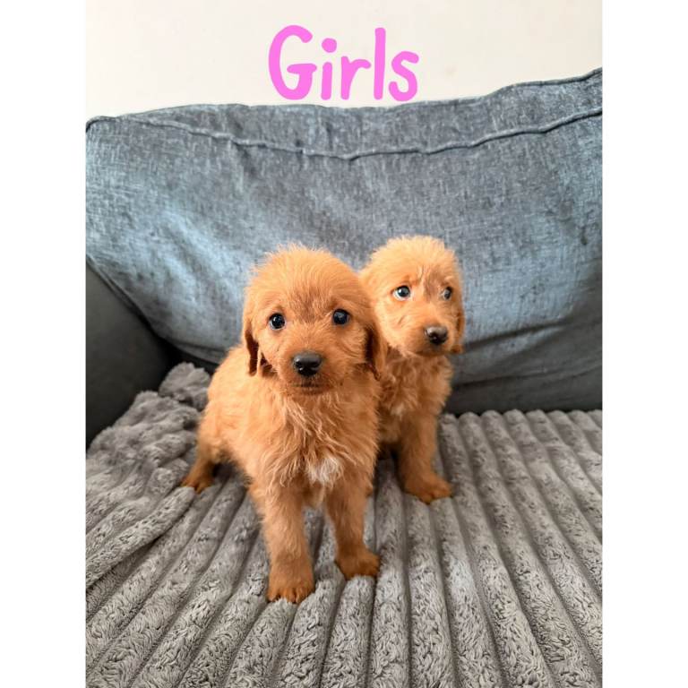 4 gorgeous labradoodles puppys