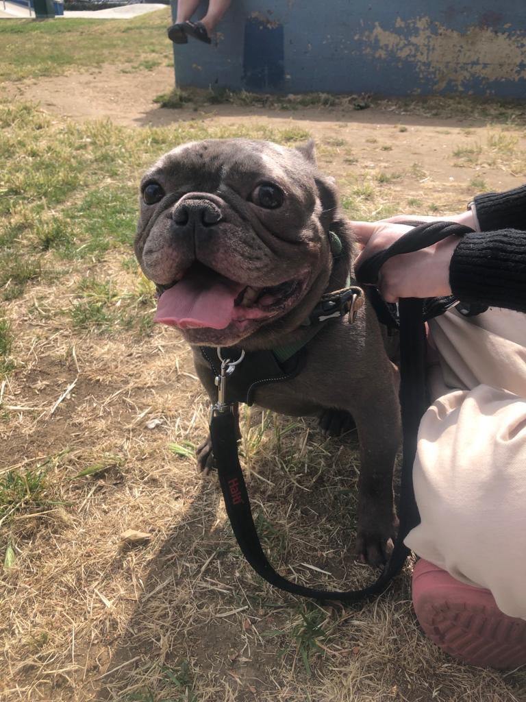 6 year old frenchie looking for a new home