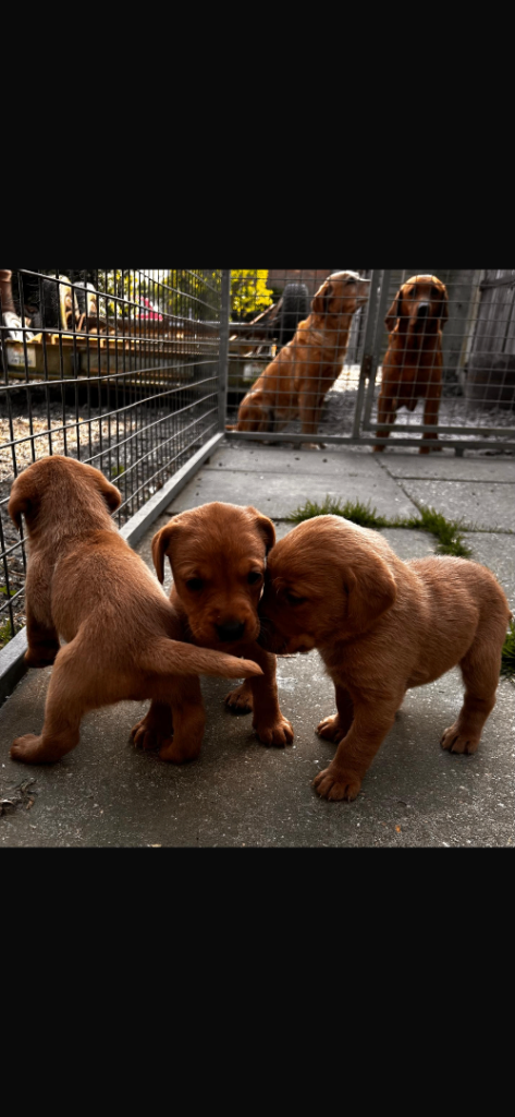 Fox red Labrador puppies 