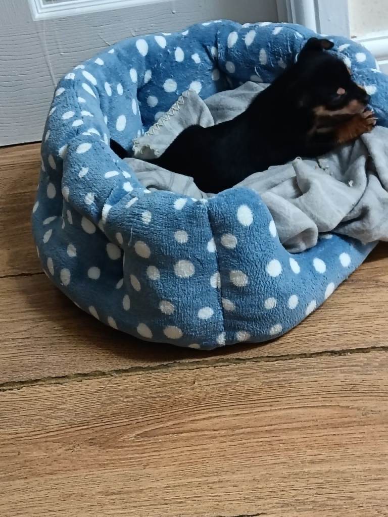 Your new bestie 🐕❤