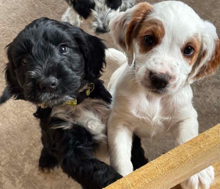 Cockapoo / sprocker pups for sale