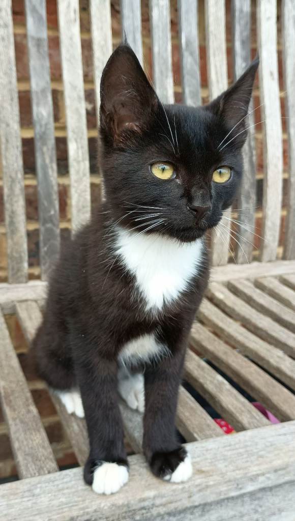 Male kitten for sale