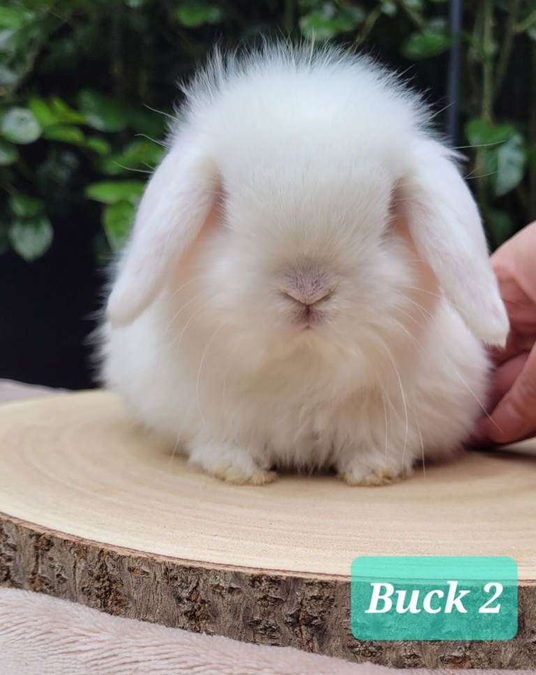 Purebred bunnies & Adult available 