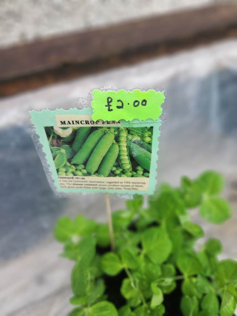 Garden Pea plants 