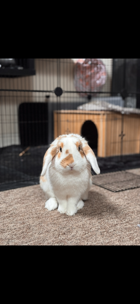 Pet Bunny for Sale Bristol