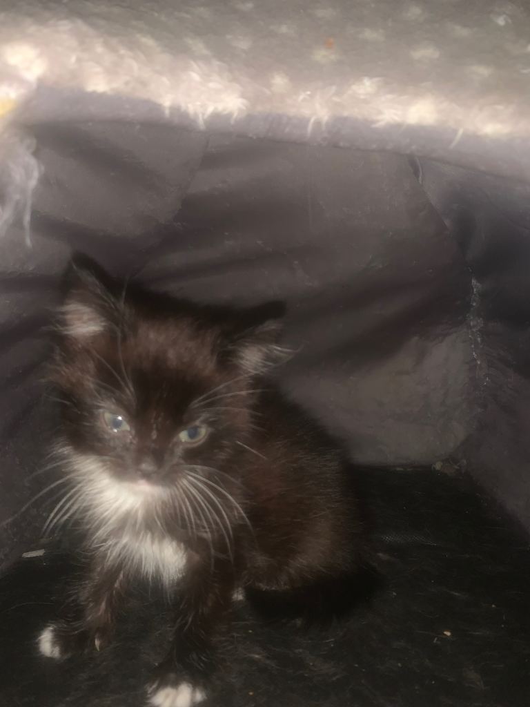  Kitten for sale Mum in last picture 