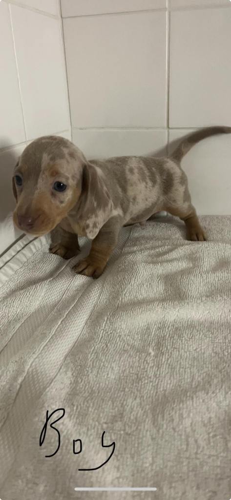 Mini dachshund 🐶 