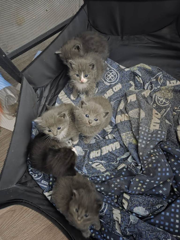 Beautiul fluffy bundles 