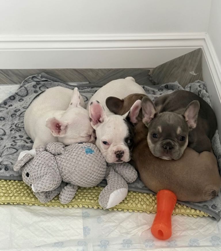 Beautiful French bulldog litter 3 boys 1 girl 