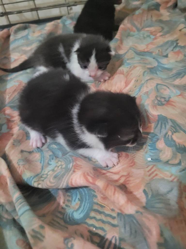 Kittens 