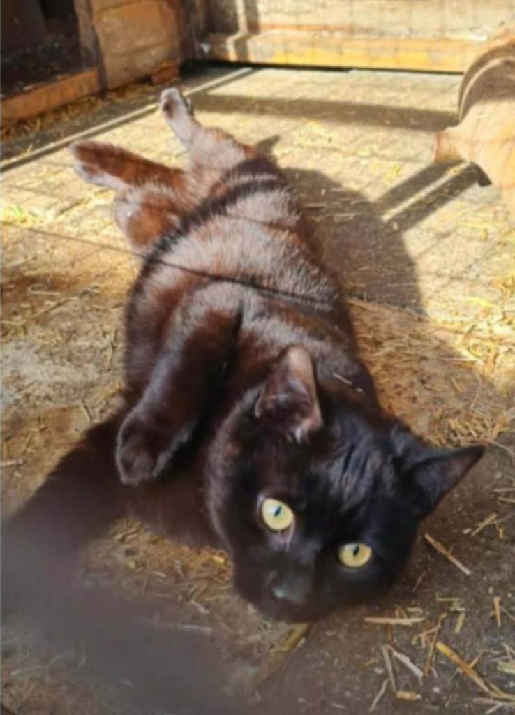2 male cats for rehoming *no fault of their own*