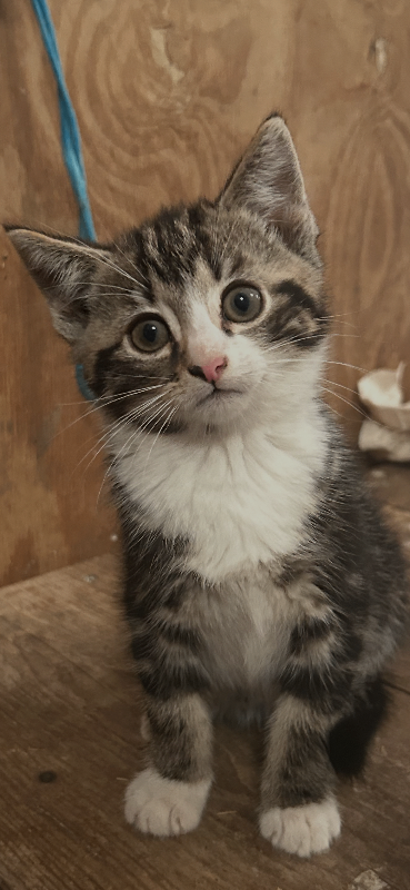 Beautiful boys available 